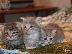 PoulaTo: Russian blue kitten for sale 90Euro